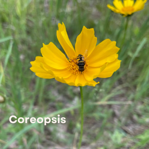 Coreopsis (Coreopsis lanceolata)