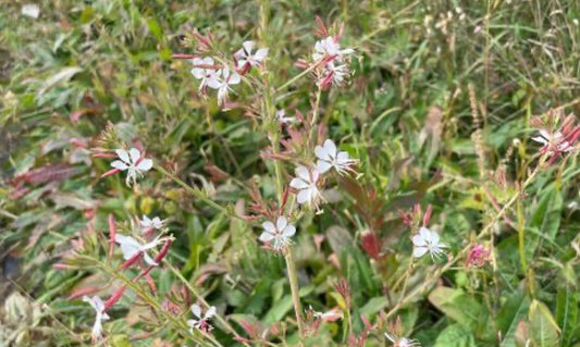Biennial Gaura? Here's what it's all about.