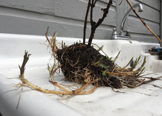 How To Care For Bare Root Plants
