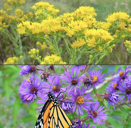 New England Aster and Goldenrod