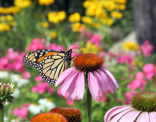 Revitalizing Pollinator Habitats: The Power of Bare-Root Transplants