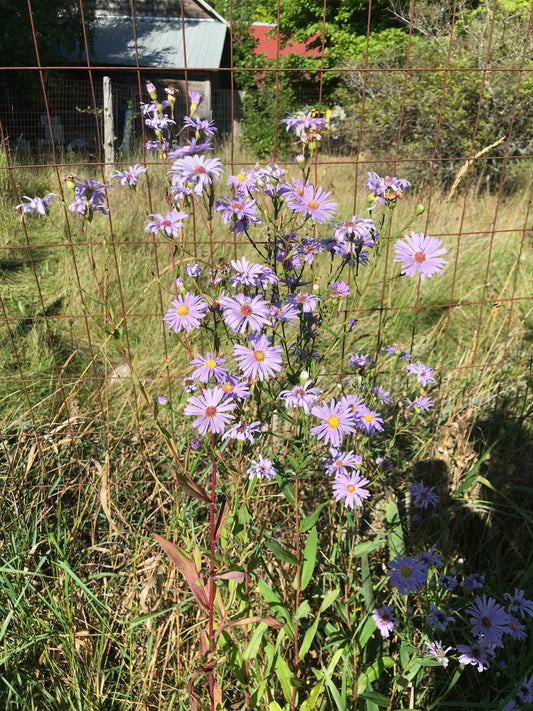 New England Aster (Symphyotrichum novae-angliae)