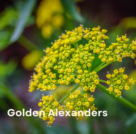 Golden alexander (Zizia aurea)