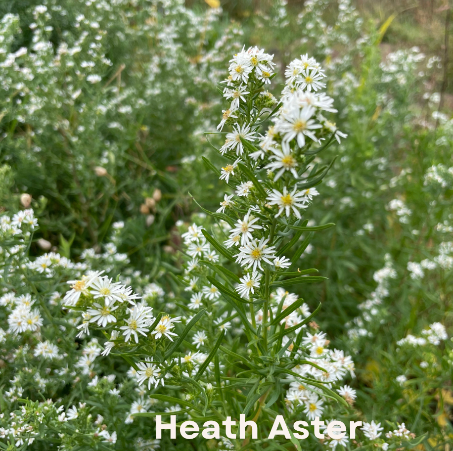 Heath aster (Symphyotrichum ericoides)