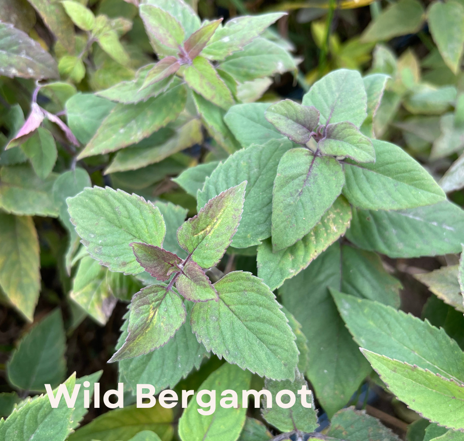 Wild Bergamot