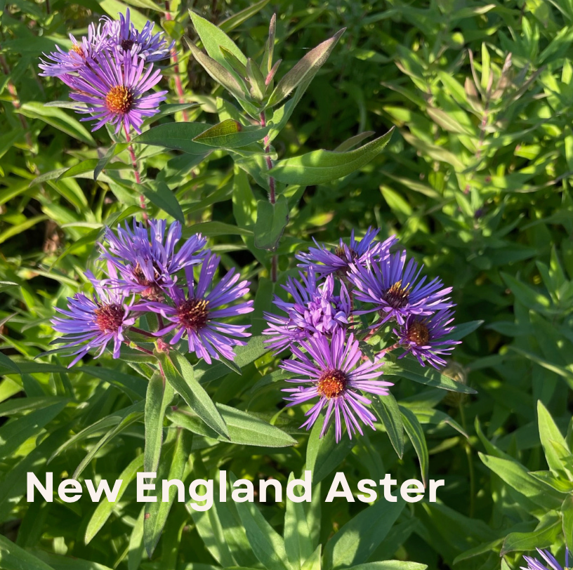 New England Aster (Symphyotrichum novae-angliae)