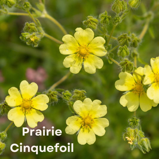 Prairie cinquefoil (Drymocallis arguta)