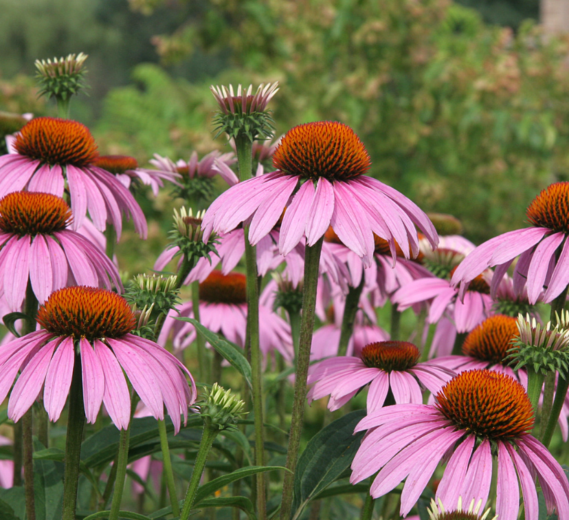 Purple coneflower