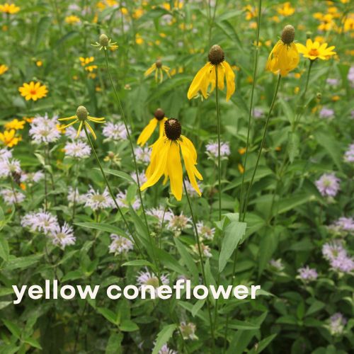 Wisconsin Classic Prairie - Pollinator Garden