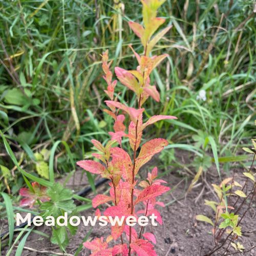 Wisconsin (Usually) Wet Meadow - Pollinator Garden