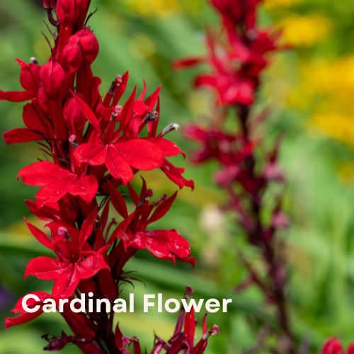 Cardinal Flower (Lobelia cardinalis)