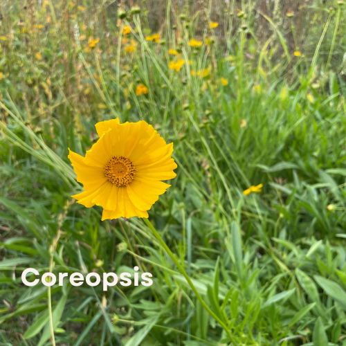 Coreopsis (Coreopsis lanceolata)