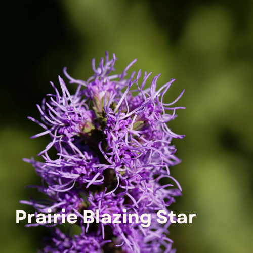 Prairie Blazing Star