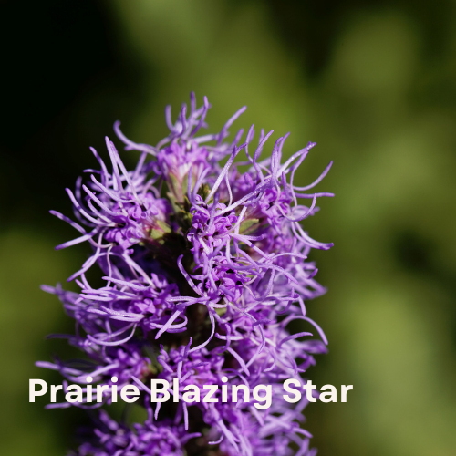 Prairie Blazing Star (Liatris pycnostachya)