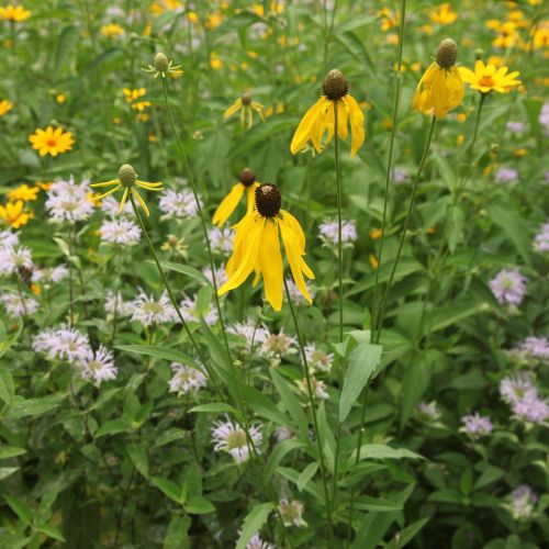 Door County Meadow Pollinator Garden